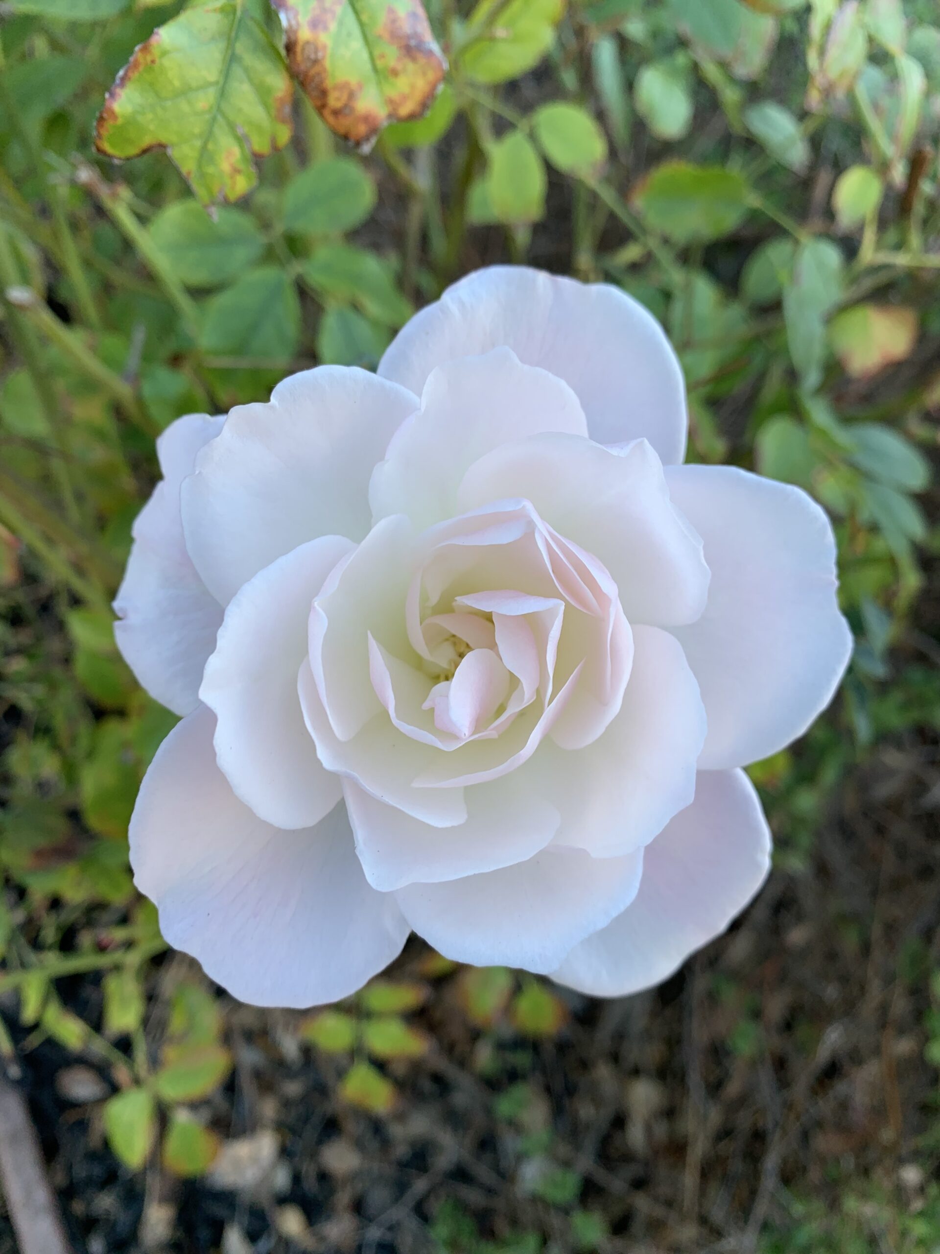 To Love a Flower
